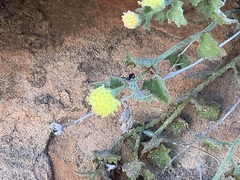 Perityle tenella