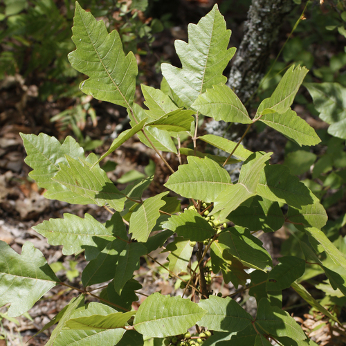 Atlantic poison oak (Toxicodendron pubescens)