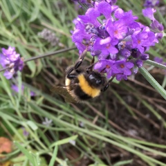 Bombus