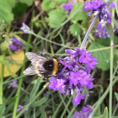 Bombus