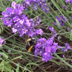 Bombus