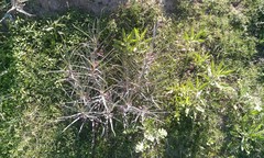 Asclepias brachystephana