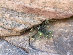 Perityle tenella