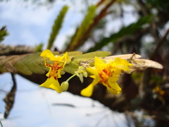 Lockhartia oerstedii