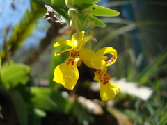 Lockhartia oerstedii