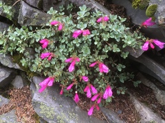 Penstemon rupicola