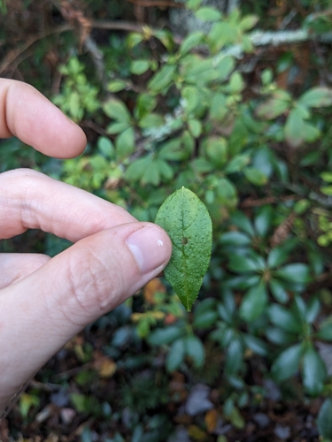Image of Rhododendron pilosum by (c) Alaina Krakowiak, some rights reserved (CC BY)