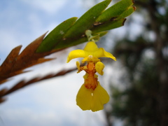 Lockhartia oerstedii