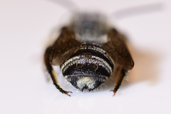 Litomegachile