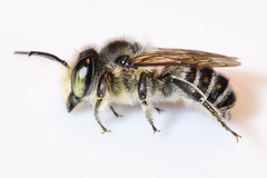Litomegachile