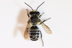 Litomegachile