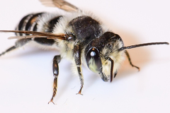 Litomegachile