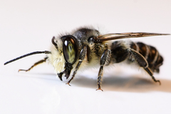 Litomegachile