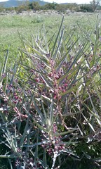 Asclepias brachystephana