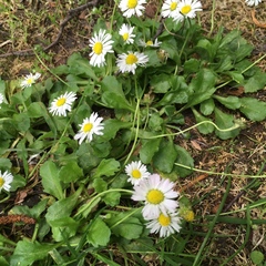 Bellis perennis