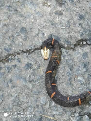 Photo of a White-headed Fea Viper (Azemiops kharini)