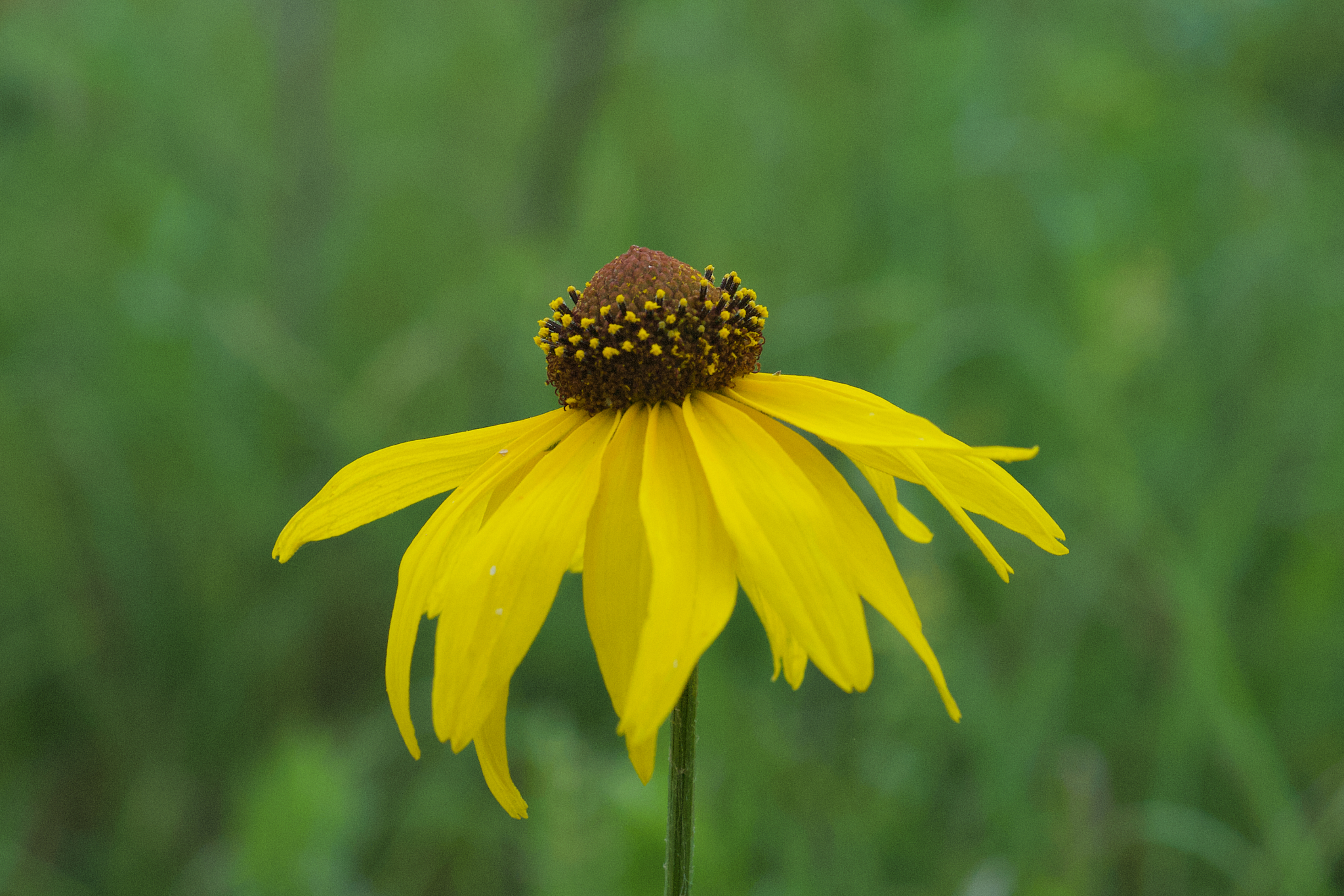 Rudbeckia grandiflora var. grandiflora