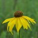 Rough Coneflower - Photo (c) bill1953, some rights reserved (CC BY-NC)