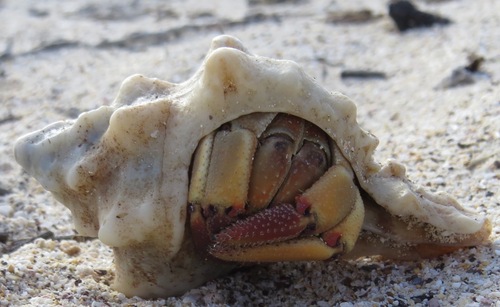 Ecuadorian Hermit Crab, San Cristobal, Ecuador, photo 9 of 10