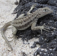 Galapagos Lava Lizard photo 3