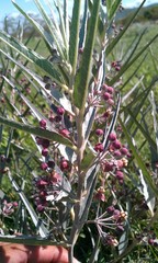 Asclepias brachystephana