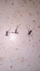 Aedes albopictus