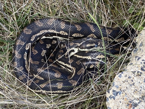 Coastal Carpet Python sighting