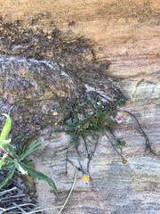 Erigeron sionis