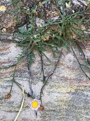 Erigeron sionis