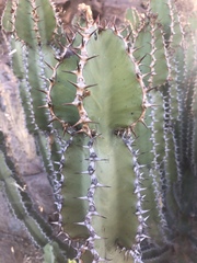 Euphorbia confinalis
