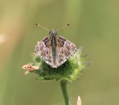 Muschampia floccifera