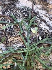 Erigeron sionis