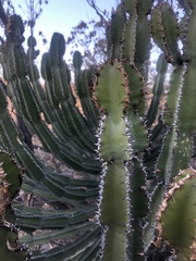 Euphorbia confinalis