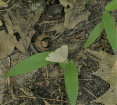 Chytolita morbidalis