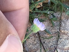 Erigeron sionis