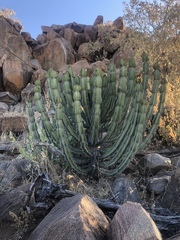 Euphorbia confinalis