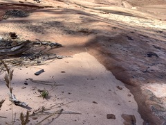 Phemeranthus confertiflorus