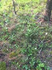 Eriophorum brachyantherum