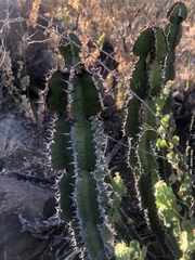 Euphorbia confinalis