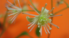 Clematis brasiliana