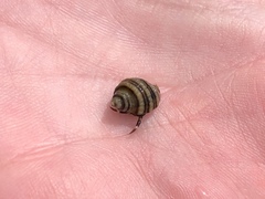 Pagurus hirsutiusculus