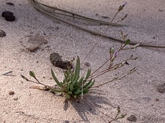 Phemeranthus confertiflorus