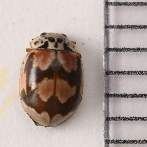 Painted Lady Beetle photo 3
