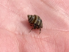 Pagurus hirsutiusculus