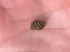 Pagurus hirsutiusculus