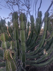 Euphorbia confinalis