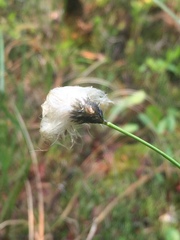 Eriophorum brachyantherum