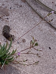 Phemeranthus confertiflorus