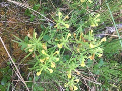Pedicularis labradorica sulphurea