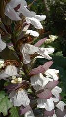 Acanthus mollis